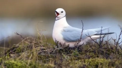 Locuitorii arcticii: cele mai nordice animale din lume