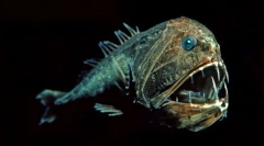 Locuitorii adâncimilor marii