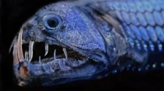 Locuitori ai adâncimilor oceanelor neexploatate în fotografiile lui david robel