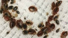 Procesarea de ceață rece de la bedbugs