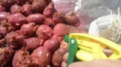 Tratamentul din cartofi înainte de aterizare