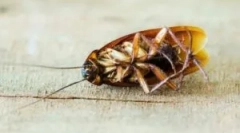 Tratamentul cu tracker de ceață rece