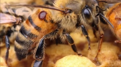 Turnarea tratamentului cu apicultură