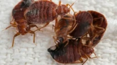 Prelucrarea camerei de la bugs fierbinte ceață