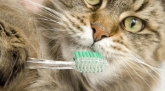 Igiena comună pentru pisici