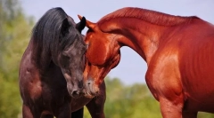 Tăierea corilor între ei