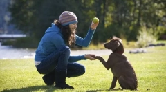 Puppy training echipe principale