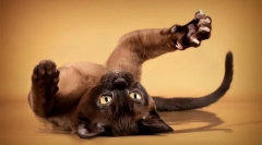 Cocoșele obișnuite ajută-mă singură tăiat gheare la pisica mea băiat