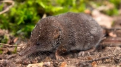 Barozubka obișnuită