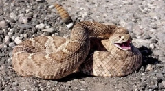 Stâlpul obișnuit rattling