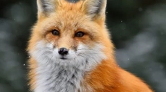 Vulpe obișnuite (red lisar)