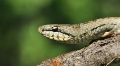 Mediană obișnuită