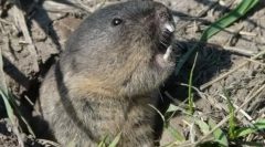 Obișnuit slepshonka
