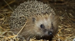 Hedgehog obișnuit