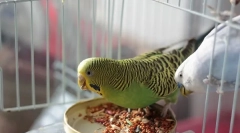 Wavy parrot feed review