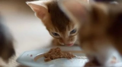 Povovost review pentru catses