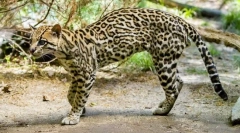 Ocelot (fotografii): dalitz dali și alți fani exotici