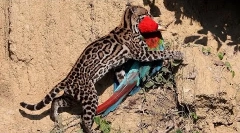 Ocelot - cea mai frumoasă pisică din lume