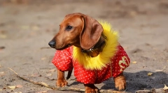 Haine de câine: istoria câinelui