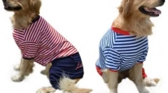 Haine de câine pe aliexpress - o selecție de până la 1000 de ruble