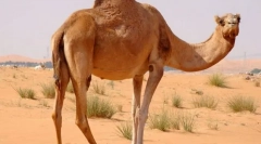 Camel cu o singură arsură