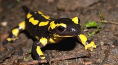 Focul salamander