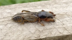 Grădină medveda: numele mystery