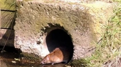 Șobolanii mari mutanți sunt inundați în marea britanie