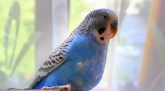 Oh, acești dansatori cu pene: video, unde papagal dans indian dans