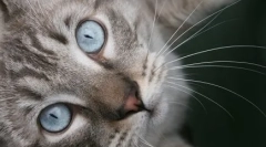 Azles: miracol cu ochi albastru