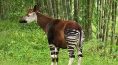 Oga - girafă forestieră de la legende