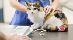 Prima pisică de prim ajutor