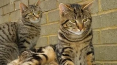 Tabby color: dezvăluie toate secretele