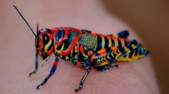 Insecte de colorat
