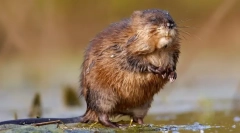 Ondatra (foto) - rozătoare înotător promoțional