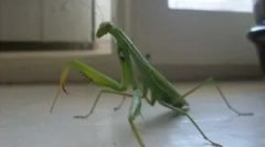 Mantisul este periculos pentru un bărbat?