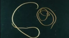 Este periculos parul de cai de parazit