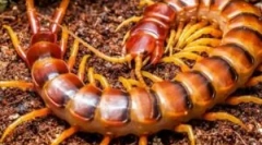 Lee musculare de scrolls?