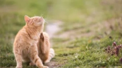 Indiferent dacă bifarea urechii pisicii este periculoasă?