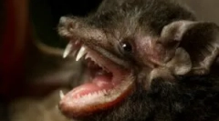 Este periculos pentru o persoană lilieci?