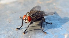 Sunt dormitoarele periculoase?