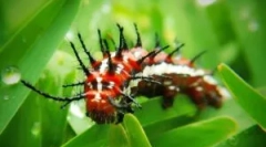 Fluturi periculoase și otrăvitoare și omizi