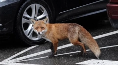 Animale periculoase cu aspectul cel mai inofensiv și drăguț