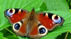 Descriere și stil de stil de viață peacock ochi