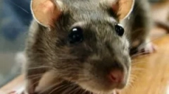 Descriere și stil de viață șobolan