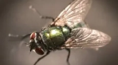 Descrierea, structura și proprietățile aerodinamice ale muștelor