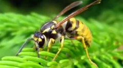 Descrierea, construirea și stilul de viață osss