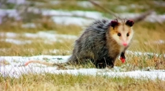 Oposatsum (foto): copil amuzant