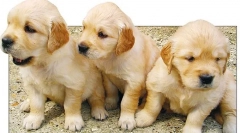 Tumorile rinichilor și vezicii urinare