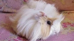 Experiența în întreținerea porcului guineei al unuia dintre cititorii noștri